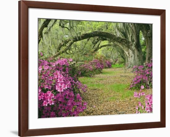 Oak Trees Above Azaleas in Bloom, Magnolia Plantation, Near Charleston, South Carolina, USA-Adam Jones-Framed Photographic Print