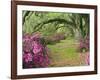 Oak Trees Above Azaleas in Bloom, Magnolia Plantation, Near Charleston, South Carolina, USA-Adam Jones-Framed Photographic Print