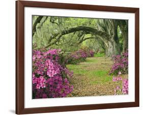 Oak Trees Above Azaleas in Bloom, Magnolia Plantation, Near Charleston, South Carolina, USA-Adam Jones-Framed Photographic Print