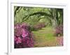 Oak Trees Above Azaleas in Bloom, Magnolia Plantation, Near Charleston, South Carolina, USA-Adam Jones-Framed Photographic Print