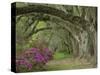 Oak Trees Above Azaleas in Bloom, Magnolia Plantation, Near Charleston, South Carolina, USA-Adam Jones-Stretched Canvas