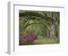 Oak Trees Above Azaleas in Bloom, Magnolia Plantation, Near Charleston, South Carolina, USA-Adam Jones-Framed Photographic Print