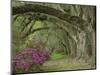 Oak Trees Above Azaleas in Bloom, Magnolia Plantation, Near Charleston, South Carolina, USA-Adam Jones-Mounted Photographic Print