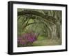 Oak Trees Above Azaleas in Bloom, Magnolia Plantation, Near Charleston, South Carolina, USA-Adam Jones-Framed Photographic Print