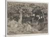 Oak Trees and Rocks, 1861 (Etching)-Theodore Rousseau-Stretched Canvas