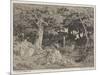 Oak Trees and Rocks, 1861 (Etching)-Theodore Rousseau-Mounted Giclee Print