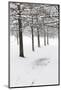 Oak Trees and Snowy Path-JuneJ-Mounted Photographic Print