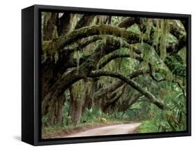 Oak Trees and Spanish Moss, Cumberland, Georgia, USA-Marilyn Parver-Framed Stretched Canvas