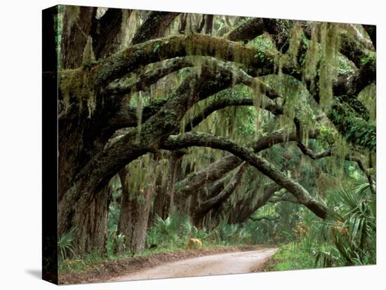 Oak Trees and Spanish Moss, Cumberland, Georgia, USA-Marilyn Parver-Stretched Canvas