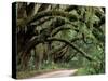 Oak Trees and Spanish Moss, Cumberland, Georgia, USA-Marilyn Parver-Stretched Canvas