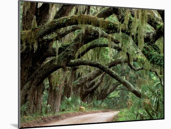 Oak Trees and Spanish Moss, Cumberland, Georgia, USA-Marilyn Parver-Mounted Photographic Print