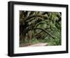 Oak Trees and Spanish Moss, Cumberland, Georgia, USA-Marilyn Parver-Framed Photographic Print