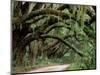 Oak Trees and Spanish Moss, Cumberland, Georgia, USA-Marilyn Parver-Mounted Photographic Print