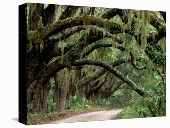 Oak Trees and Spanish Moss, Cumberland, Georgia, USA-Marilyn Parver-Stretched Canvas