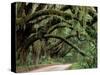 Oak Trees and Spanish Moss, Cumberland, Georgia, USA-Marilyn Parver-Stretched Canvas