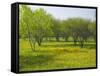 Oak Trees and Wildflowers Bloom Near Cuero, Texas, USA-Darrell Gulin-Framed Stretched Canvas