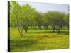 Oak Trees and Wildflowers Bloom Near Cuero, Texas, USA-Darrell Gulin-Stretched Canvas