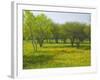 Oak Trees and Wildflowers Bloom Near Cuero, Texas, USA-Darrell Gulin-Framed Photographic Print