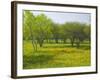 Oak Trees and Wildflowers Bloom Near Cuero, Texas, USA-Darrell Gulin-Framed Photographic Print