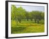 Oak Trees and Wildflowers Bloom Near Cuero, Texas, USA-Darrell Gulin-Framed Photographic Print