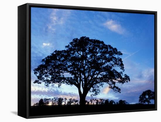 Oak Trees at Sunset on Twin Oaks Farm, Connecticut, USA-Jerry & Marcy Monkman-Framed Stretched Canvas