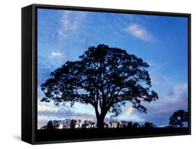 Oak Trees at Sunset on Twin Oaks Farm, Connecticut, USA-Jerry & Marcy Monkman-Framed Stretched Canvas