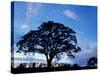 Oak Trees at Sunset on Twin Oaks Farm, Connecticut, USA-Jerry & Marcy Monkman-Stretched Canvas