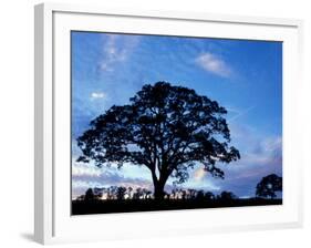 Oak Trees at Sunset on Twin Oaks Farm, Connecticut, USA-Jerry & Marcy Monkman-Framed Photographic Print