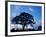 Oak Trees at Sunset on Twin Oaks Farm, Connecticut, USA-Jerry & Marcy Monkman-Framed Photographic Print