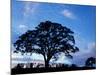 Oak Trees at Sunset on Twin Oaks Farm, Connecticut, USA-Jerry & Marcy Monkman-Mounted Photographic Print