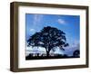 Oak Trees at Sunset on Twin Oaks Farm, Connecticut, USA-Jerry & Marcy Monkman-Framed Photographic Print