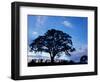 Oak Trees at Sunset on Twin Oaks Farm, Connecticut, USA-Jerry & Marcy Monkman-Framed Photographic Print