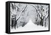 Oak Trees Avenue in Winter Snow-null-Framed Stretched Canvas