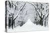 Oak Trees Avenue in Winter Snow-null-Stretched Canvas