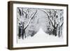 Oak Trees Avenue in Winter Snow-null-Framed Photographic Print