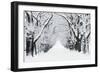 Oak Trees Avenue in Winter Snow-null-Framed Photographic Print