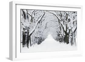 Oak Trees Avenue in Winter Snow-null-Framed Photographic Print