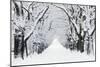 Oak Trees Avenue in Winter Snow-null-Mounted Photographic Print