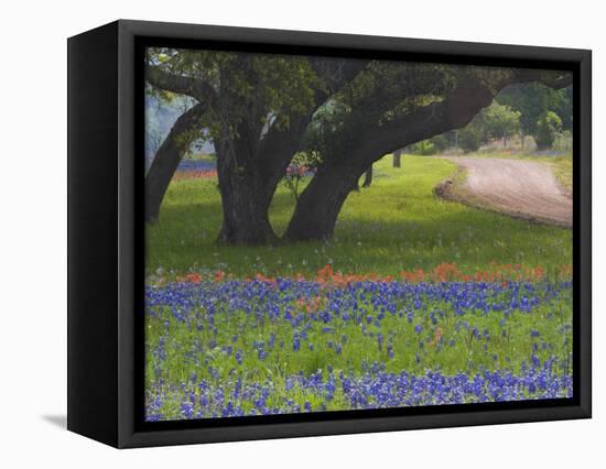 Oak Trees, Blue Bonnets, and Indian Paint Brush, Near Gay Hill, Texas, USA-Darrell Gulin-Framed Stretched Canvas