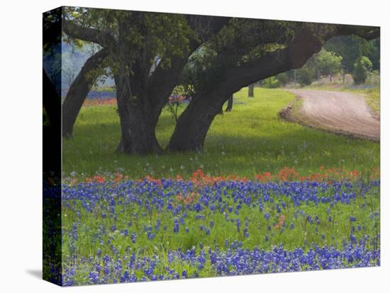 Oak Trees, Blue Bonnets, and Indian Paint Brush, Near Gay Hill, Texas, USA-Darrell Gulin-Stretched Canvas