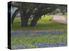 Oak Trees, Blue Bonnets, and Indian Paint Brush, Near Gay Hill, Texas, USA-Darrell Gulin-Stretched Canvas