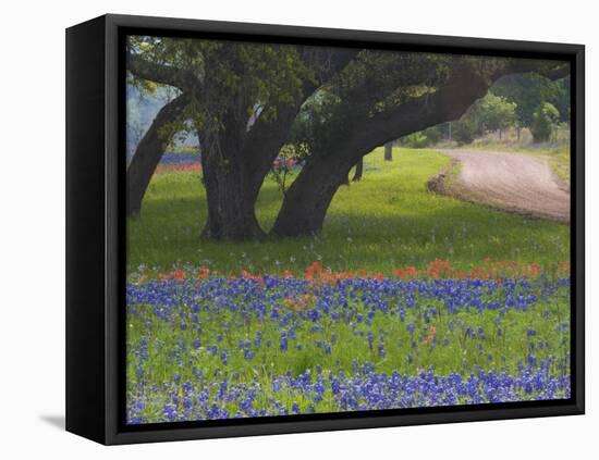 Oak Trees, Blue Bonnets, and Indian Paint Brush, Near Gay Hill, Texas, USA-Darrell Gulin-Framed Stretched Canvas