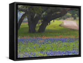 Oak Trees, Blue Bonnets, and Indian Paint Brush, Near Gay Hill, Texas, USA-Darrell Gulin-Framed Stretched Canvas