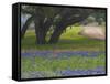 Oak Trees, Blue Bonnets, and Indian Paint Brush, Near Gay Hill, Texas, USA-Darrell Gulin-Framed Stretched Canvas