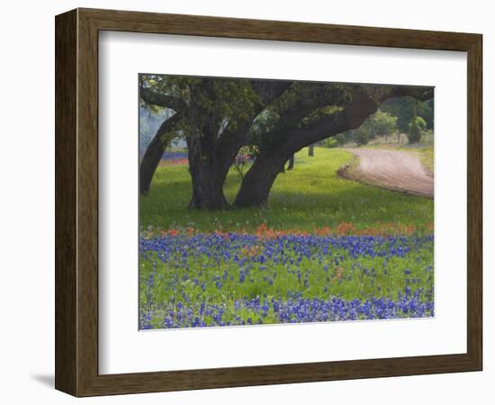 Oak Trees, Blue Bonnets, and Indian Paint Brush, Near Gay Hill, Texas, USA-Darrell Gulin-Framed Photographic Print