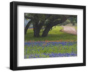 Oak Trees, Blue Bonnets, and Indian Paint Brush, Near Gay Hill, Texas, USA-Darrell Gulin-Framed Photographic Print