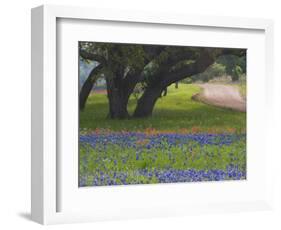 Oak Trees, Blue Bonnets, and Indian Paint Brush, Near Gay Hill, Texas, USA-Darrell Gulin-Framed Photographic Print