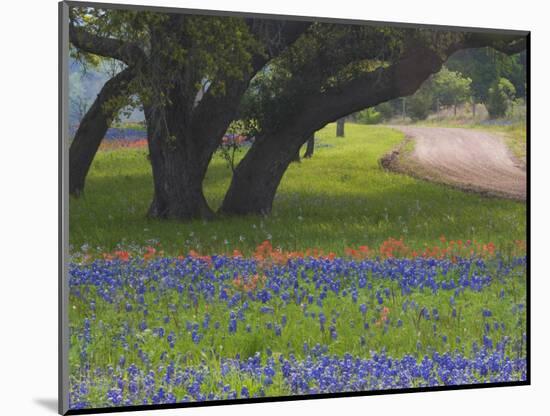 Oak Trees, Blue Bonnets, and Indian Paint Brush, Near Gay Hill, Texas, USA-Darrell Gulin-Mounted Photographic Print