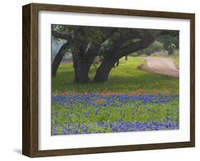 Oak Trees, Blue Bonnets, and Indian Paint Brush, Near Gay Hill, Texas, USA-Darrell Gulin-Framed Photographic Print