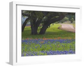 Oak Trees, Blue Bonnets, and Indian Paint Brush, Near Gay Hill, Texas, USA-Darrell Gulin-Framed Photographic Print